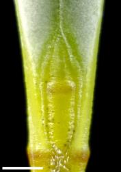 Veronica rigidula var. rigidula. Leaf bud with acute sinus. Scale = 1 mm.
 Image: P.J. Garnock-Jones © P.J. Garnock-Jones CC-BY-NC 3.0 NZ